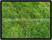 Green Green Grass