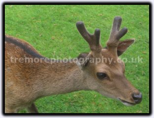 The Deer The Deer