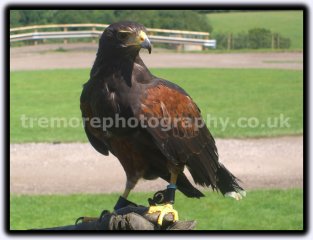 Harris Hawk Harris Hawk
