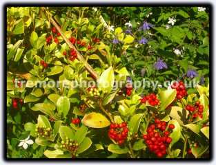 Berries And Bluebells Berries And Bluebells