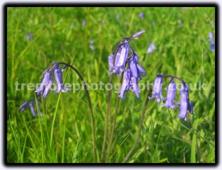 Bluebells Bluebells