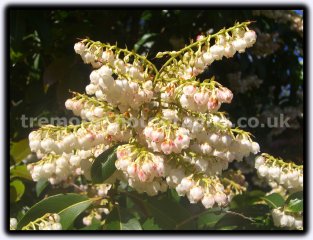 Pieris Japonica Pieris Japonica