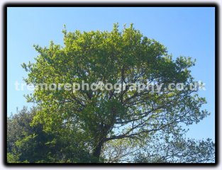 Tall Tree Tall Tree