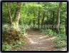 A Woodland Walk