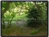 Woodland Scene