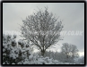 Snow Tree