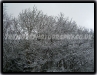Trees In The Snow