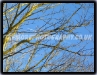Branching To The Sky