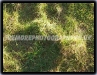 Shadows In The Grass