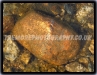 Orange Boulder