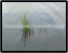 Reeds In The Water