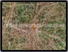 Rocky Robin
