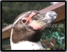 Weymouth Penguin