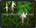 Falling Fuschia