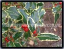 Christmas Holly