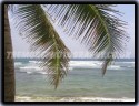 Palm Tree By The Sea
