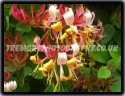Vibrant Honeysuckle