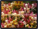 A Mass Of Honeysuckle