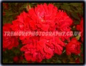 Wonderfully Red Rose