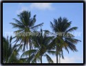 Tropical Paradise