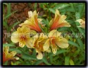 Alstromeria