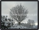 Snow Tree