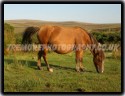 Dartmoor Pony
