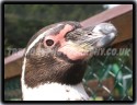 Weymouth Penguin