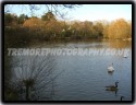 Ducks At Par