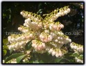Pieris Japonica