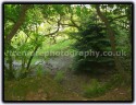 Woodland Scene