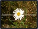 Delightful Daisy