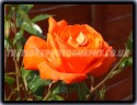 The Rose