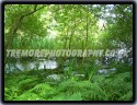 Swampy Scene